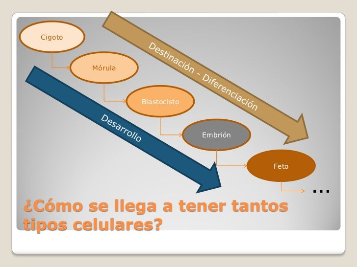 Especialización celular