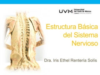 Estructura Básica
del Sistema
Nervioso
Dra. Iris Ethel Rentería Solís
 