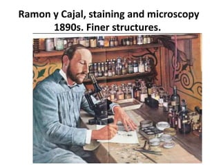 Ramon y Cajal, staining and microscopy
1890s. Finer structures.
 