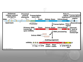 Gene regulation in Eukaryotes | PPTX