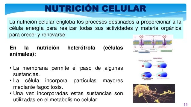 Fisiologia celular