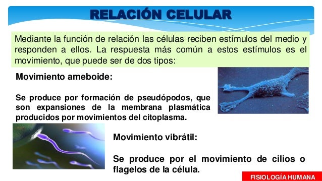 Fisiologia celular