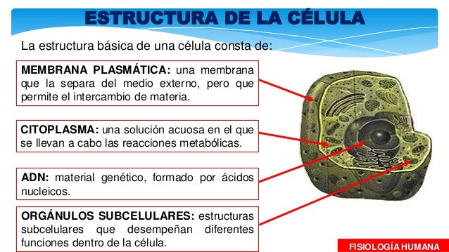 Anatomia e fisiologia celular