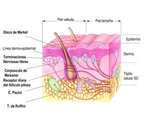 Reseptor Pacini Ruffini 01 fisiología sensorial | PPS