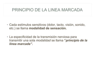 Linea Marcada 01 fisiología sensorial | PPS