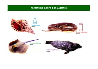 FORMAS DO CORPO DOS ANIMAIS
 