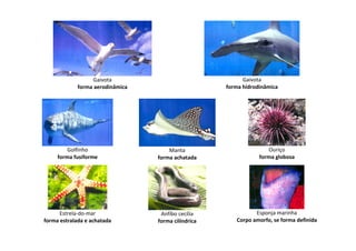 Gaivota
forma aerodinâmica
Gaivota
forma hidrodinâmica
Golfinho
forma fusiforme
Manta
forma achatada
Ouriço
forma globosa
Estrela-do-mar
forma estralada e achatada
Anfíbo cecília
forma cilíndrica
Esponja marinha
Corpo amorfo, se forma definida
 