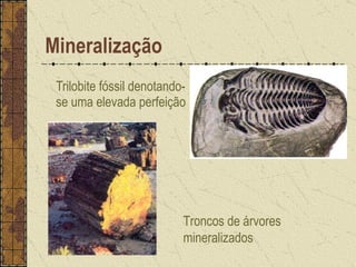 Trilobite fóssil denotando-se uma elevada perfeição   Mineralização Troncos de árvores mineralizados  