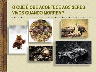 O QUE É QUE ACONTECE AOS SERES VIVOS QUANDO MORREM? 