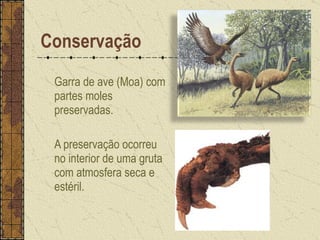Garra de ave (Moa) com partes moles preservadas. A preservação ocorreu no interior de uma gruta com atmosfera seca e estéril.  Conservação 