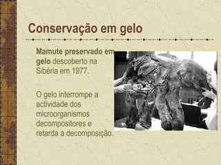Mamute preservado em gelo  descoberto na Sibéria em 1977. O gelo interrompe a actividade dos microorganismos decompositores e retarda a decomposição.  Conservação em gelo 