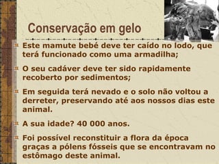 Conservação em gelo Este mamute bebé deve ter caído no lodo, que terá funcionado como uma armadilha; O seu cadáver deve ter sido rapidamente recoberto por sedimentos; Em seguida terá nevado e o solo não voltou a derreter, preservando até aos nossos dias este animal. A sua idade? 40 000 anos. Foi possível reconstituir a flora da época graças a pólens fósseis que se encontravam no estômago deste animal. 