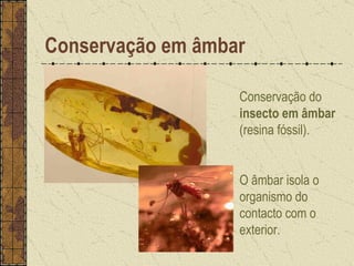 Conservação em âmbar Conservação do  insecto em âmbar  (resina fóssil). O âmbar isola o organismo do contacto com o exterior.  