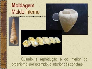 Moldagem Molde  interno Turritela Quando a reprodução é do interior do organismo, por exemplo, o interior das conchas. 