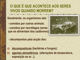 - comidos por outros animais; - comidos por necrófagos (seres que se alimentam dos cadáveres); O QUE É QUE ACONTECE AOS SERES VIVOS QUANDO MORREM? - decompostos pela acção dos: decompositores  (bactérias e fungos); agentes atmosféricos   (alterações de temperatura, exposição ao ar...); Geralmente, os organismos são: 