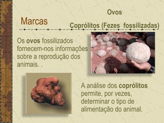 Marcas Ovos Coprólitos (Fezes  fossilizadas) Os  ovos  fossilizados fornecem-nos informações sobre a reprodução dos animais. . A análise dos  coprólitos  permite, por vezes, determinar o tipo de alimentação do animal. 