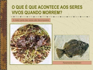 O QUE É QUE ACONTECE AOS SERES VIVOS QUANDO MORREM? A maior parte das vezes são decompostos Raramente fossilizam 