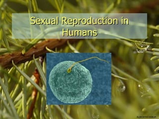 Sexual Reproduction in
       Humans




                         ALBIO9700/2006JK
 