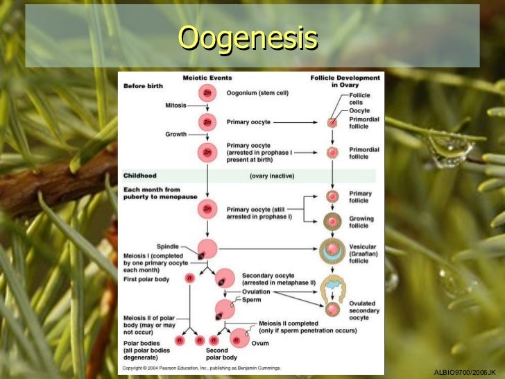 01 Gametogenesis