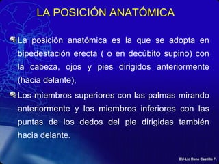 LA POSICIÓN ANATÓMICA
La posición anatómica es la que se adopta en
bipedestación erecta ( o en decúbito supino) con
la cab...