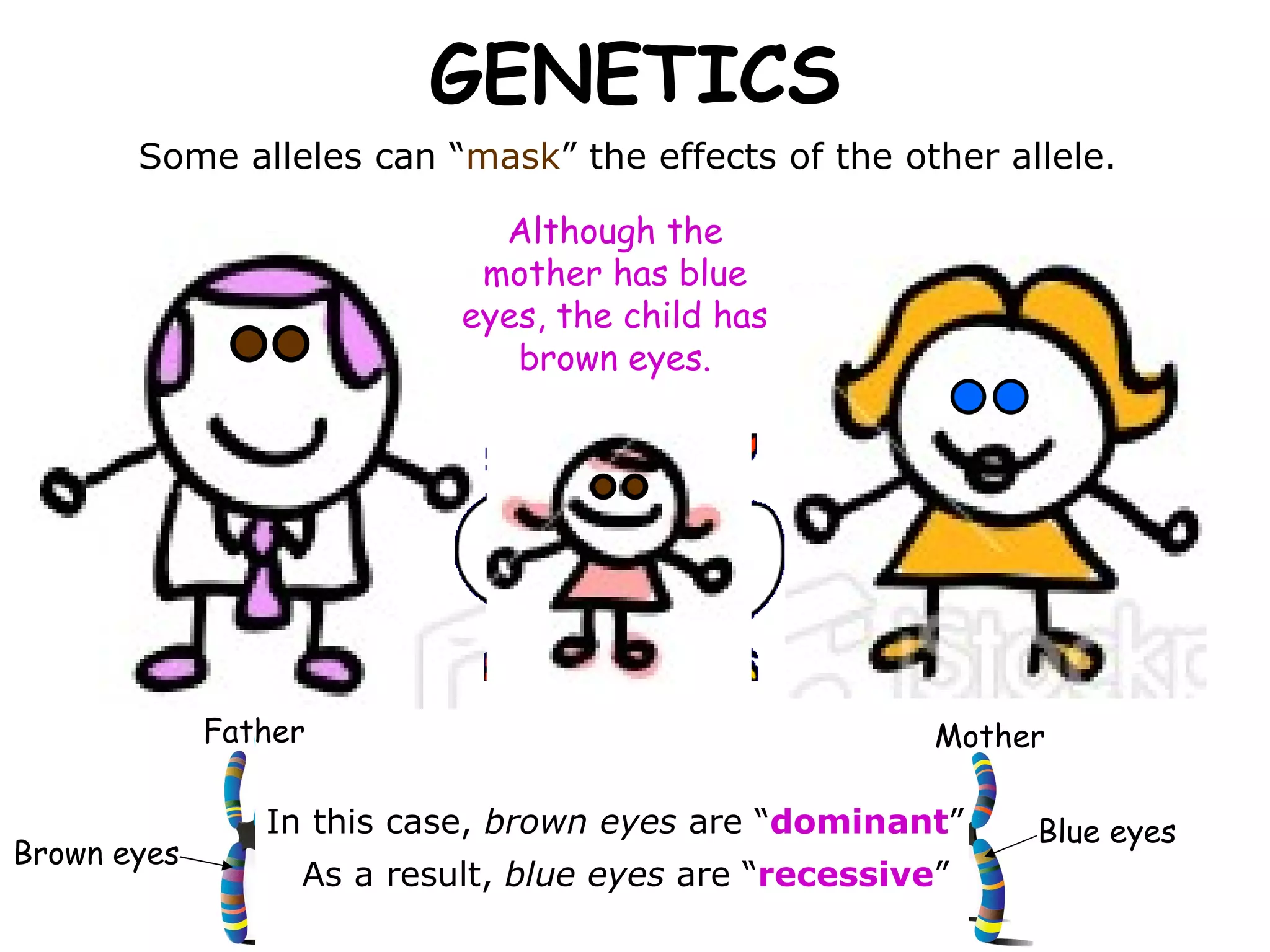 GENETICS Some alleles can “ mask ” the effects of the other allele.  Although the mother has blue eyes, the child has brown eyes. In this case,  brown eyes  are “ dominant ” As a result,  blue eyes  are “ recessive ” Brown eyes Blue eyes Father Mother 