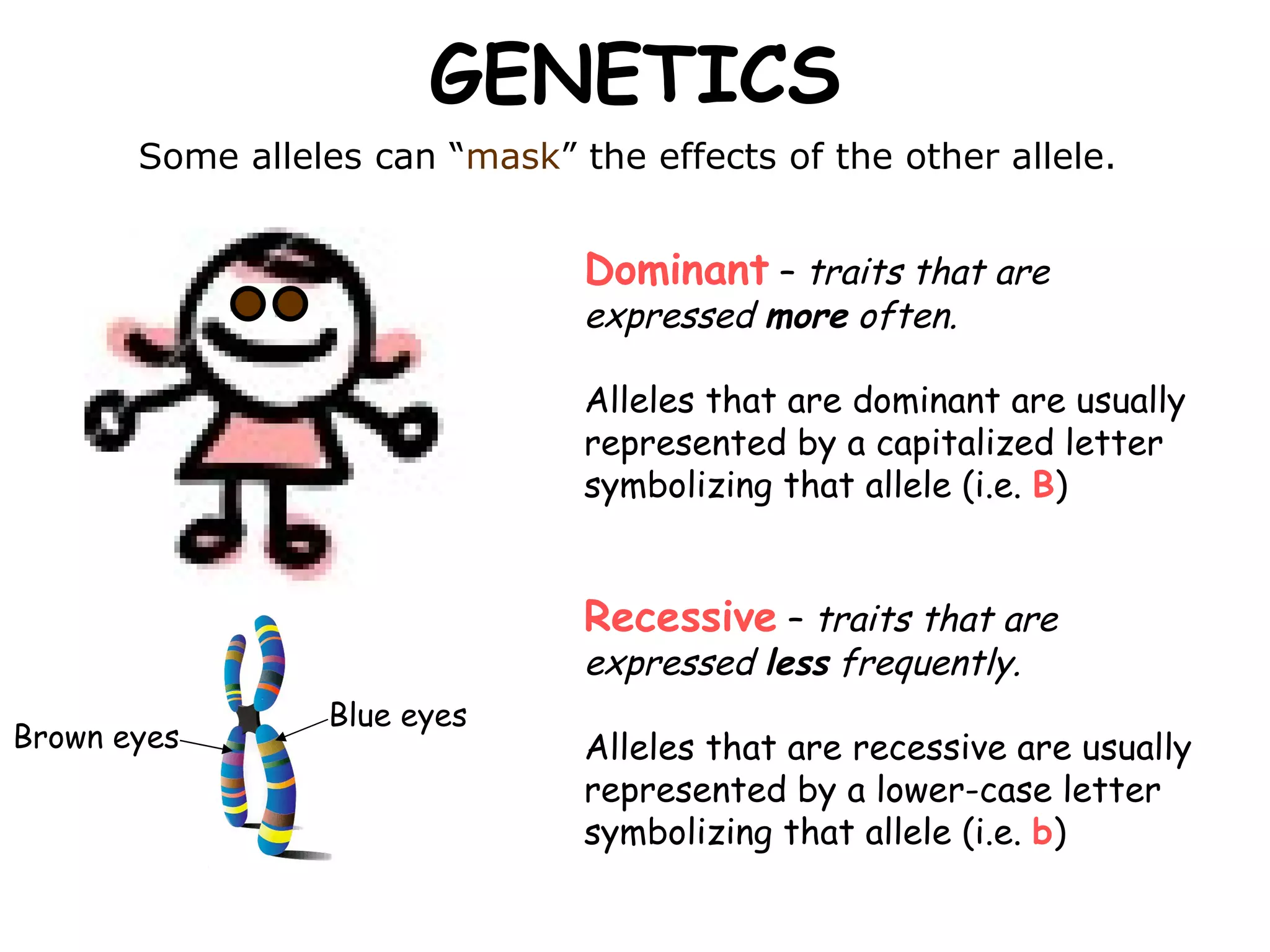 GENETICS Some alleles can “ mask ” the effects of the other allele.  Dominant   –  traits that are expressed  more  often.  Alleles that are dominant are usually represented by a capitalized letter symbolizing that allele (i.e.  B ) Recessive  –  traits that are expressed  less  frequently. Alleles that are recessive are usually represented by a lower-case letter symbolizing that allele (i.e.  b ) Brown eyes Blue eyes 