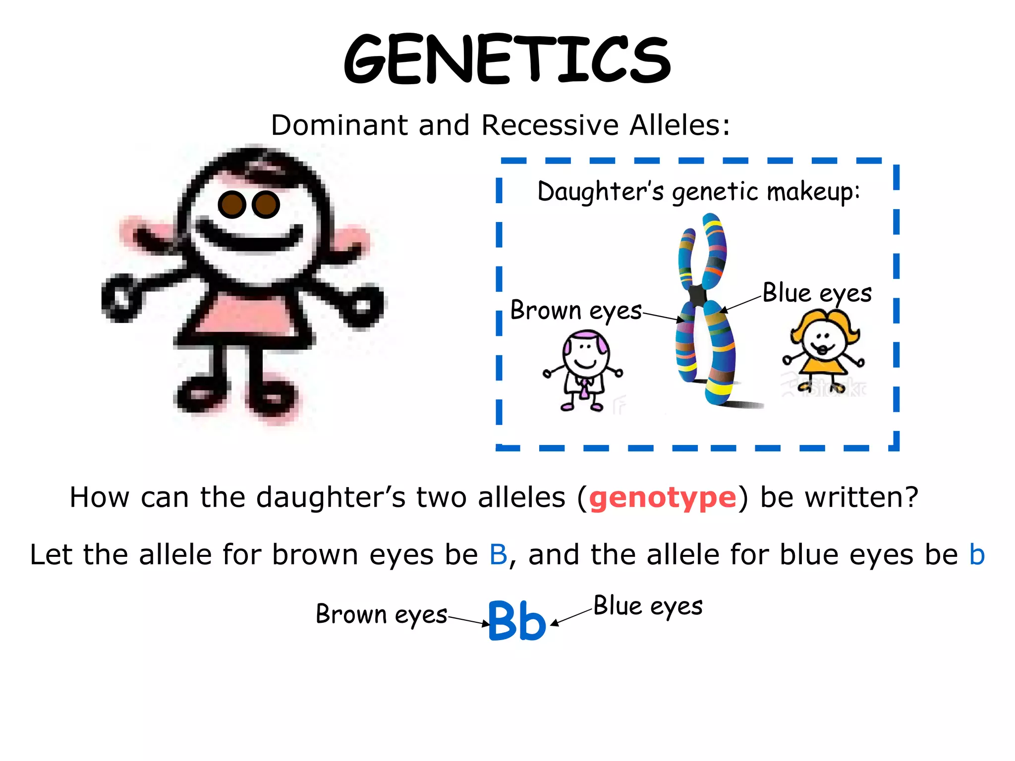 GENETICS Dominant and Recessive Alleles:  How can the daughter’s two alleles ( genotype ) be written?  Bb   Let the allele for brown eyes be  B , and the allele for blue eyes be  b Brown eyes Blue eyes Daughter’s genetic makeup: Brown eyes Blue eyes 