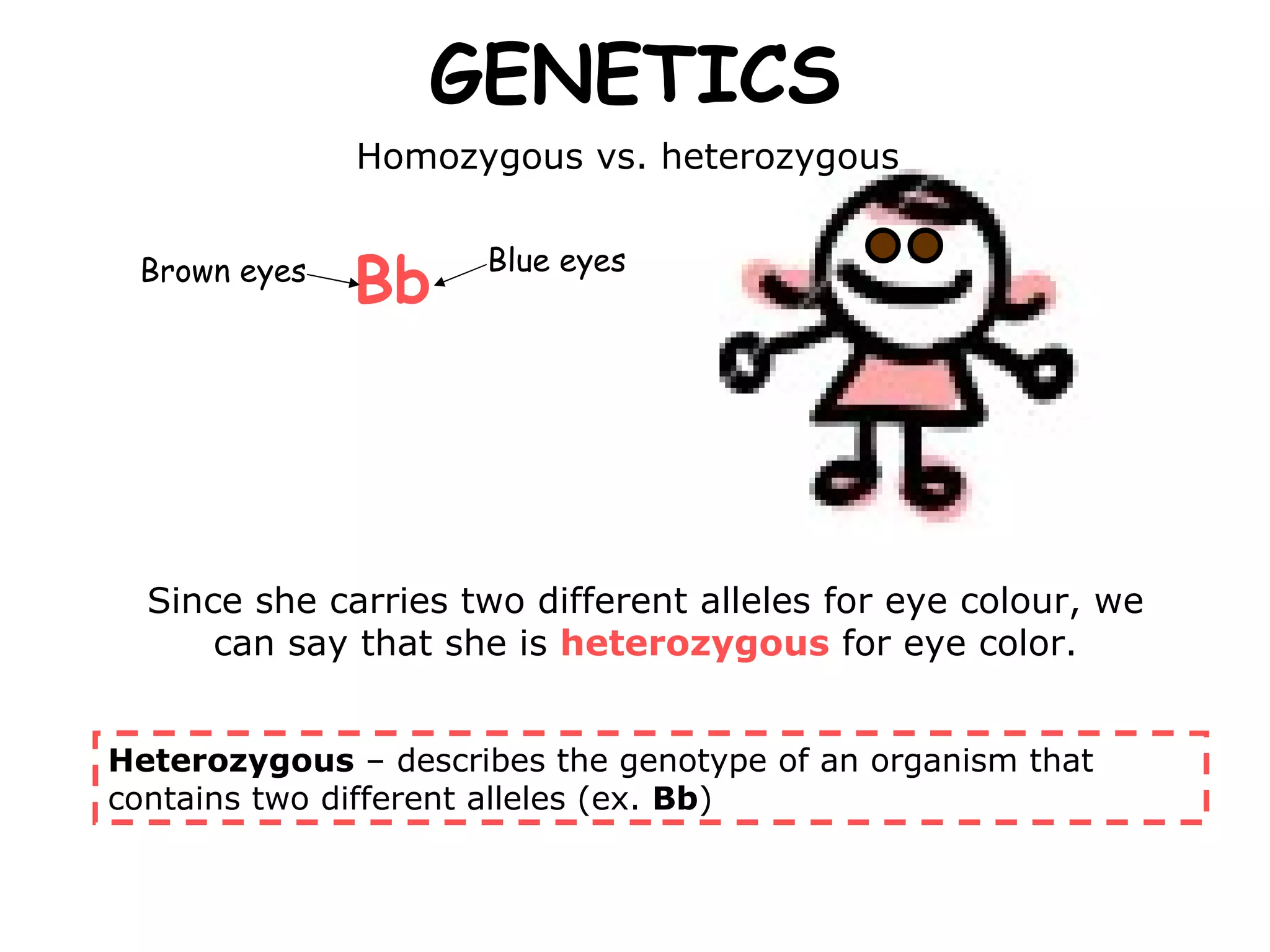 GENETICS Since she carries two different alleles for eye colour, we can say that she is  heterozygous  for eye color. Heterozygous  – describes the genotype of an organism that contains two different alleles (ex.  Bb ) Homozygous vs. heterozygous  Bb   Brown eyes Blue eyes 