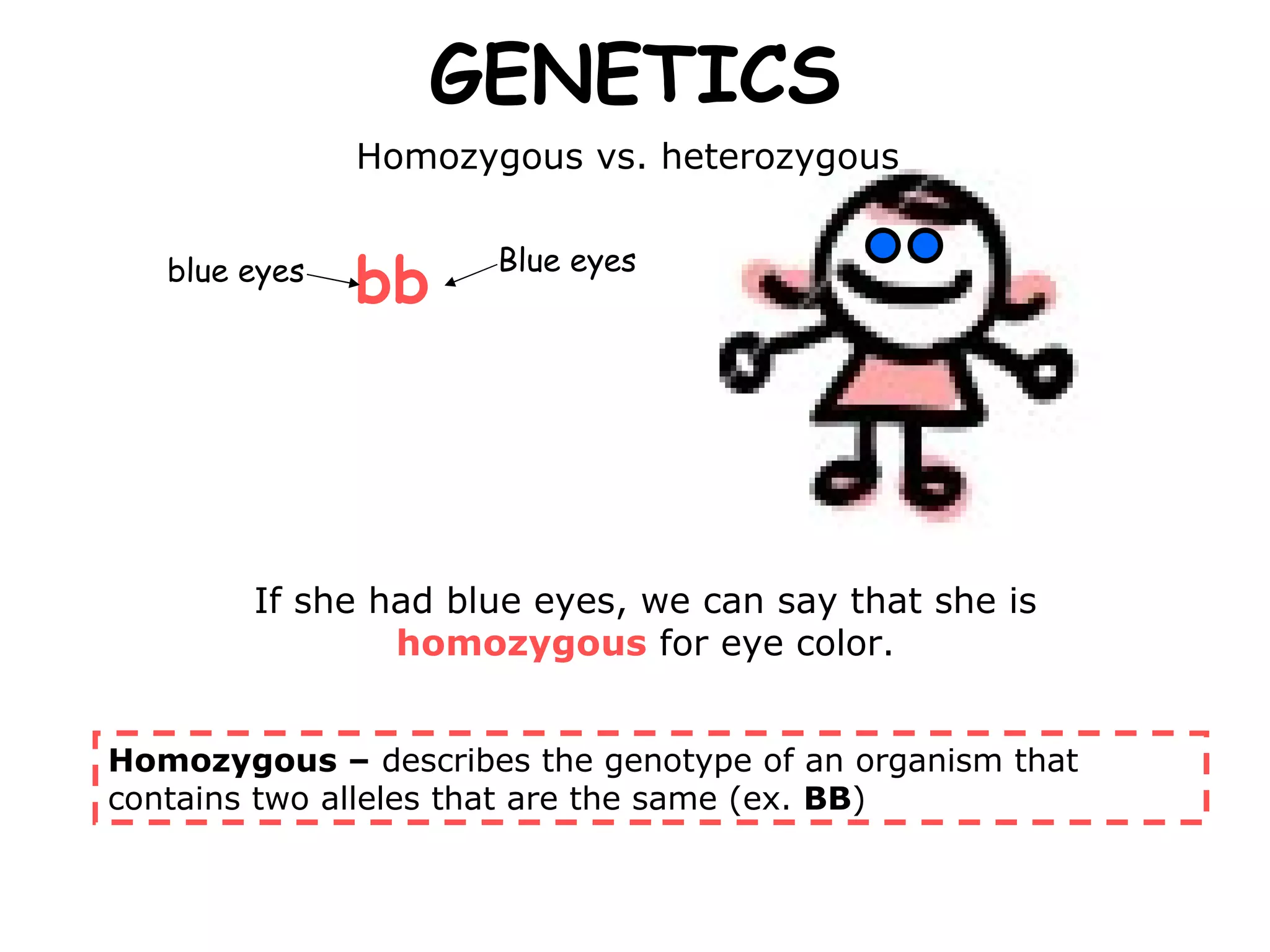 GENETICS If she had blue eyes, we can say that she is  homozygous  for eye color. Homozygous –  describes the genotype of an organism that contains two alleles that are the same (ex.  BB ) Homozygous vs. heterozygous  bb   blue eyes Blue eyes 