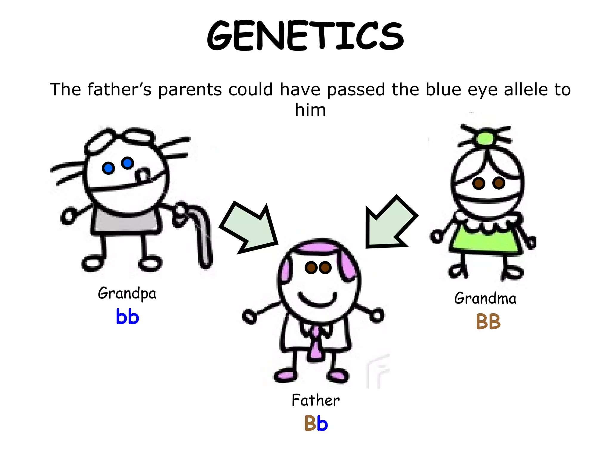 GENETICS Father B b The father’s parents could have passed the blue eye allele to him bb BB Grandpa Grandma 