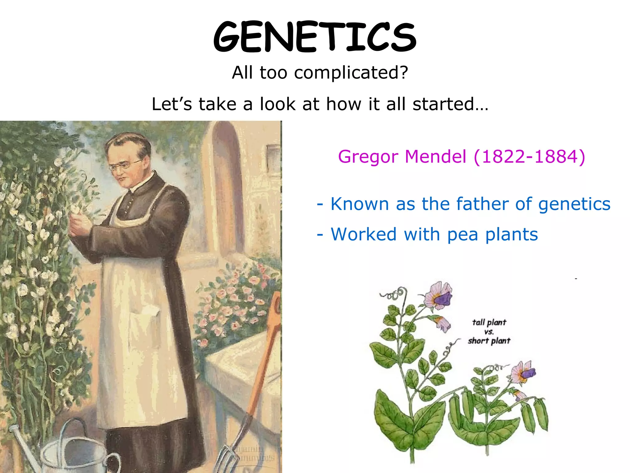 GENETICS All too complicated? Let’s take a look at how it all started… Gregor Mendel (1822-1884) - Known as the father of genetics - Worked with pea plants 