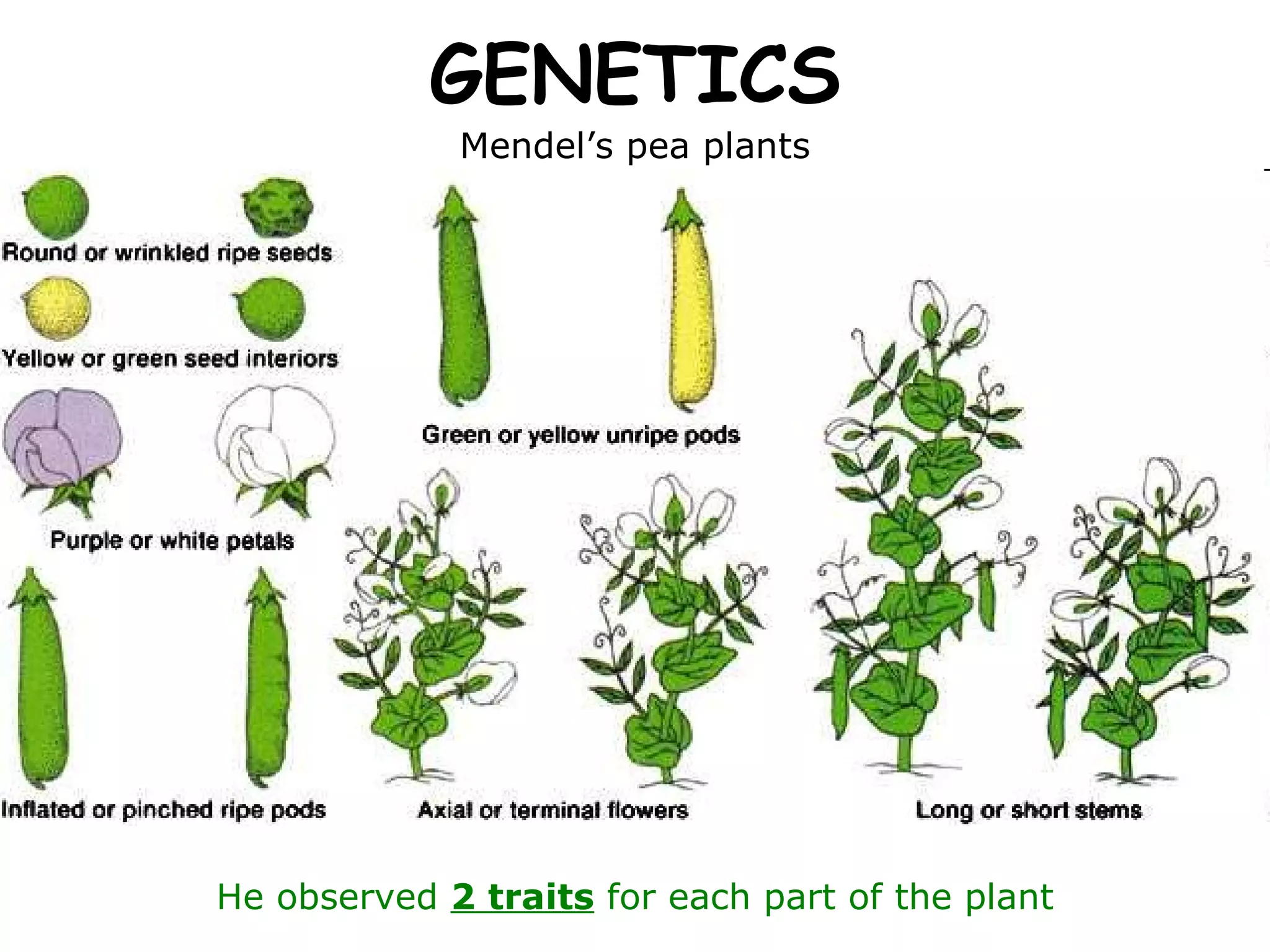 GENETICS Mendel’s pea plants He observed  2 traits  for each part of the plant 