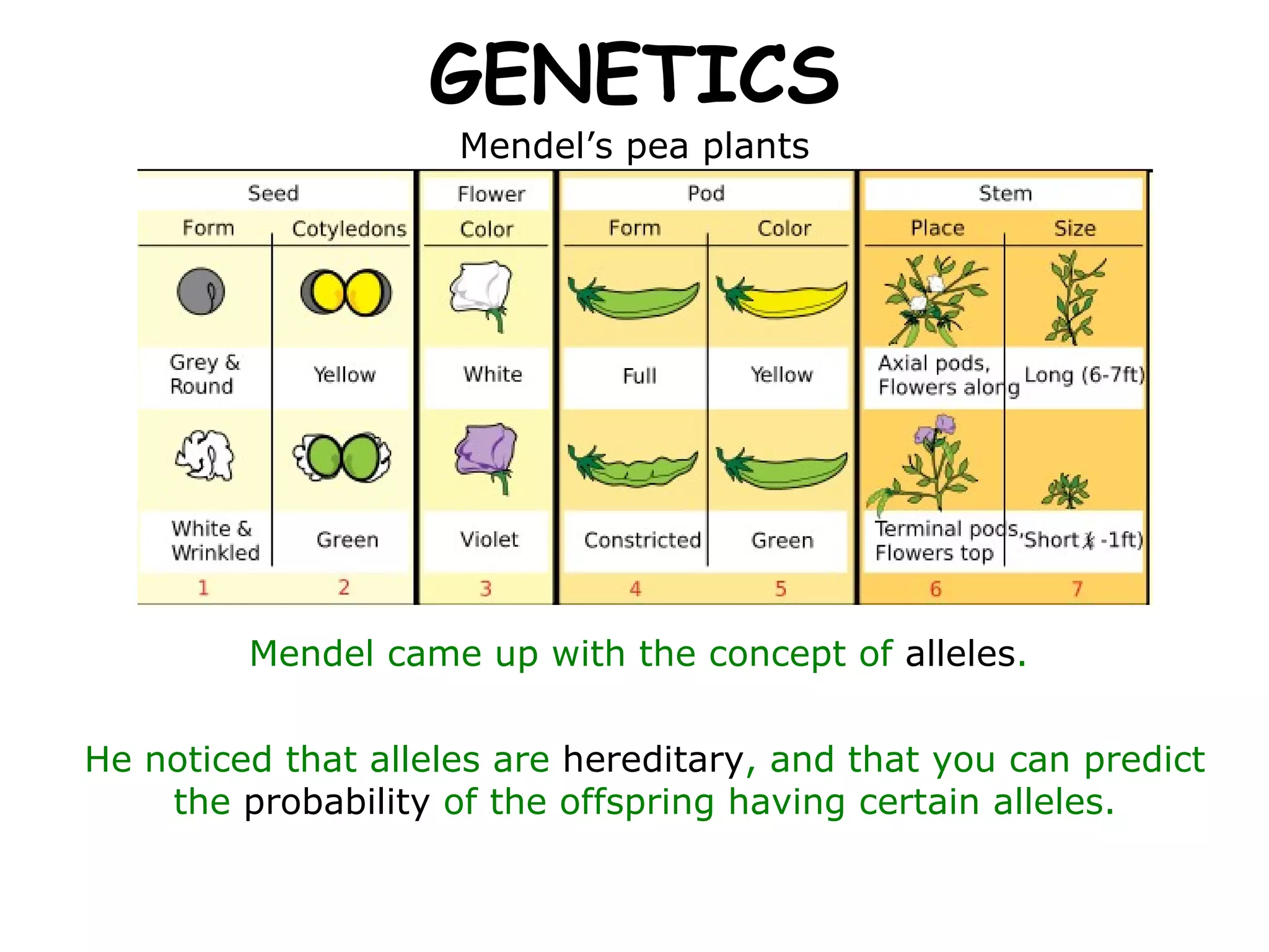 GENETICS Mendel’s pea plants Mendel came up with the concept of  alleles .  He noticed that alleles are  hereditary , and that you can predict the  probability  of the offspring having certain alleles. 