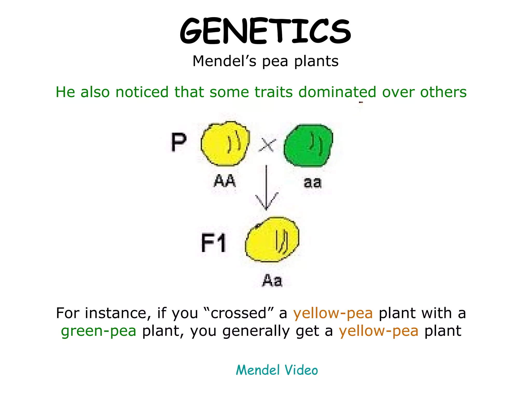 GENETICS Mendel’s pea plants He also noticed that some traits dominated over others For instance, if you “crossed” a   yellow-pea   plant with a  green-pea  plant, you generally get a   yellow-pea   plant Mendel Video 