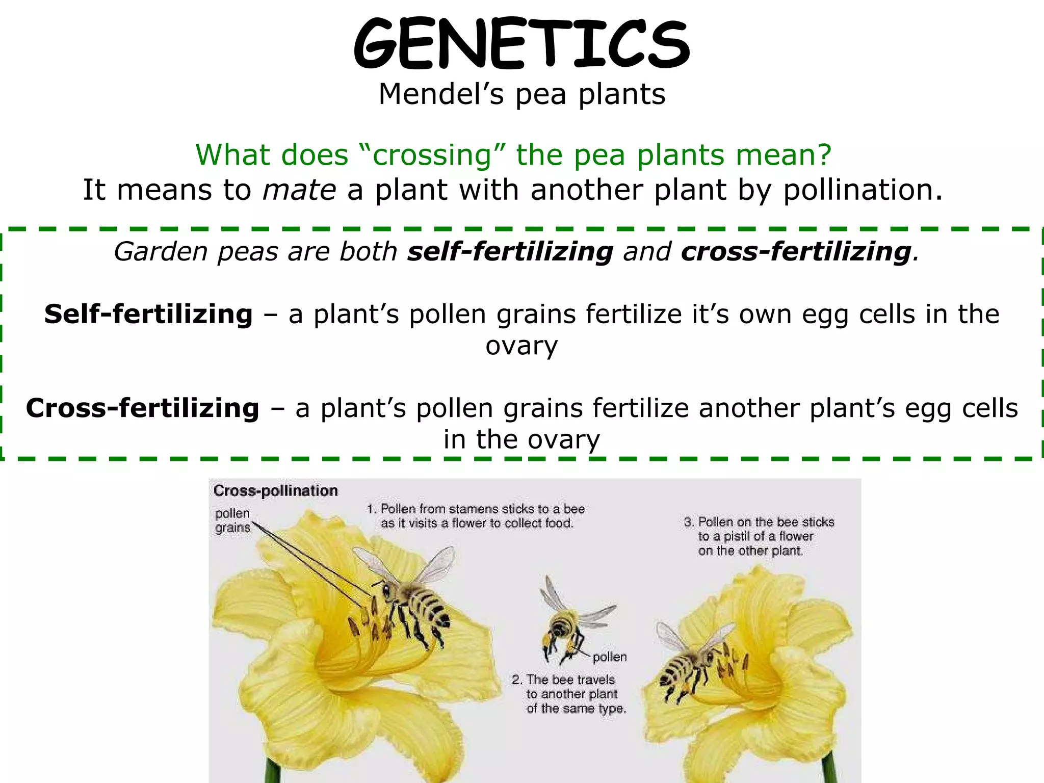 GENETICS Mendel’s pea plants What does “crossing” the pea plants mean? Garden peas are both  self-fertilizing  and  cross-fertilizing .  Self-fertilizing  – a plant’s pollen grains fertilize it’s own egg cells in the ovary Cross-fertilizing  – a plant’s pollen grains fertilize another plant’s egg cells in the ovary It means to  mate  a plant with another plant by pollination. 