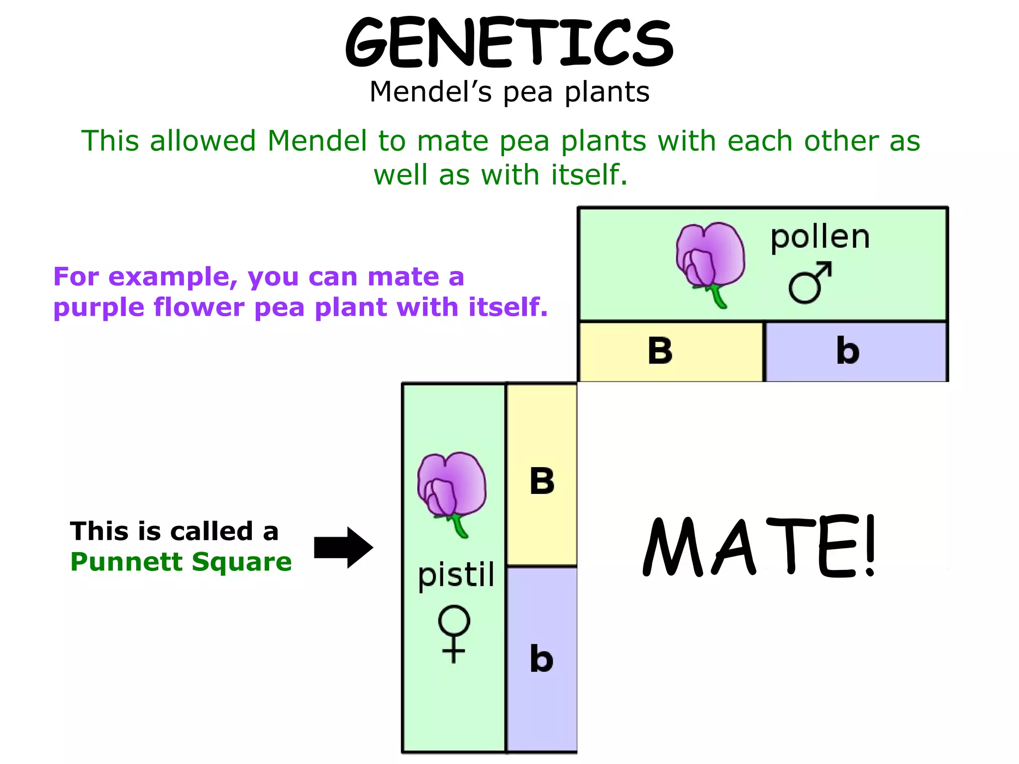GENETICS Mendel’s pea plants This allowed Mendel to mate pea plants with each other as well as with itself. For example, you can mate a purple flower pea plant with itself. MATE! This is called a  Punnett Square 