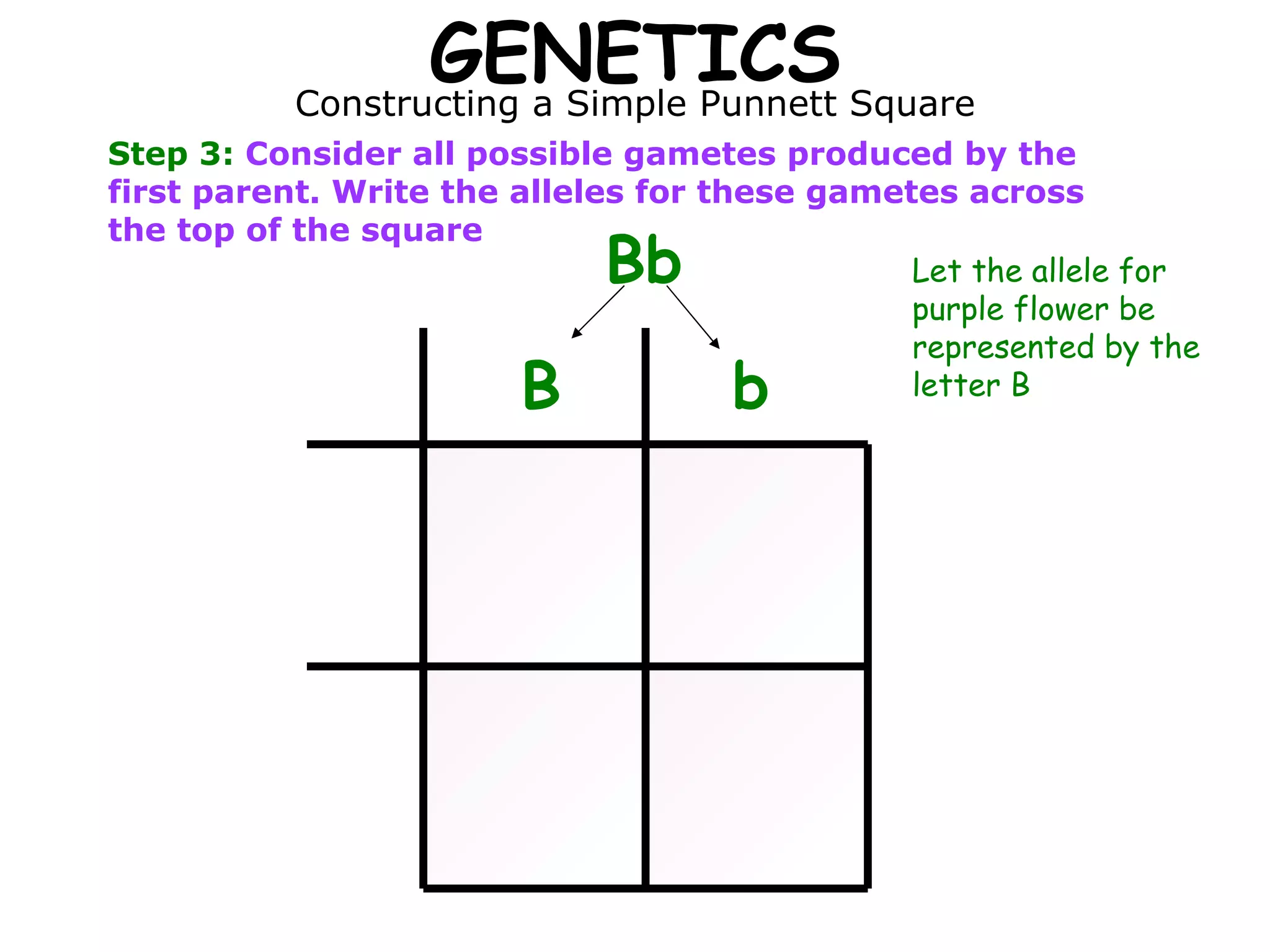 GENETICS Constructing a Simple Punnett Square Step 3:  Consider all possible gametes produced by the first parent. Write the alleles for these gametes across the top of the square Bb B b Let the allele for purple flower be represented by the letter B 