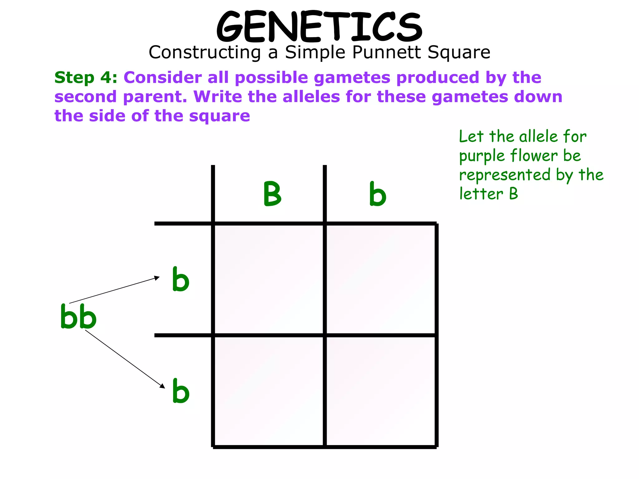 GENETICS Constructing a Simple Punnett Square Step 4:  Consider all possible gametes produced by the second parent. Write the alleles for these gametes down the side of the square B b bb b b Let the allele for purple flower be represented by the letter B 