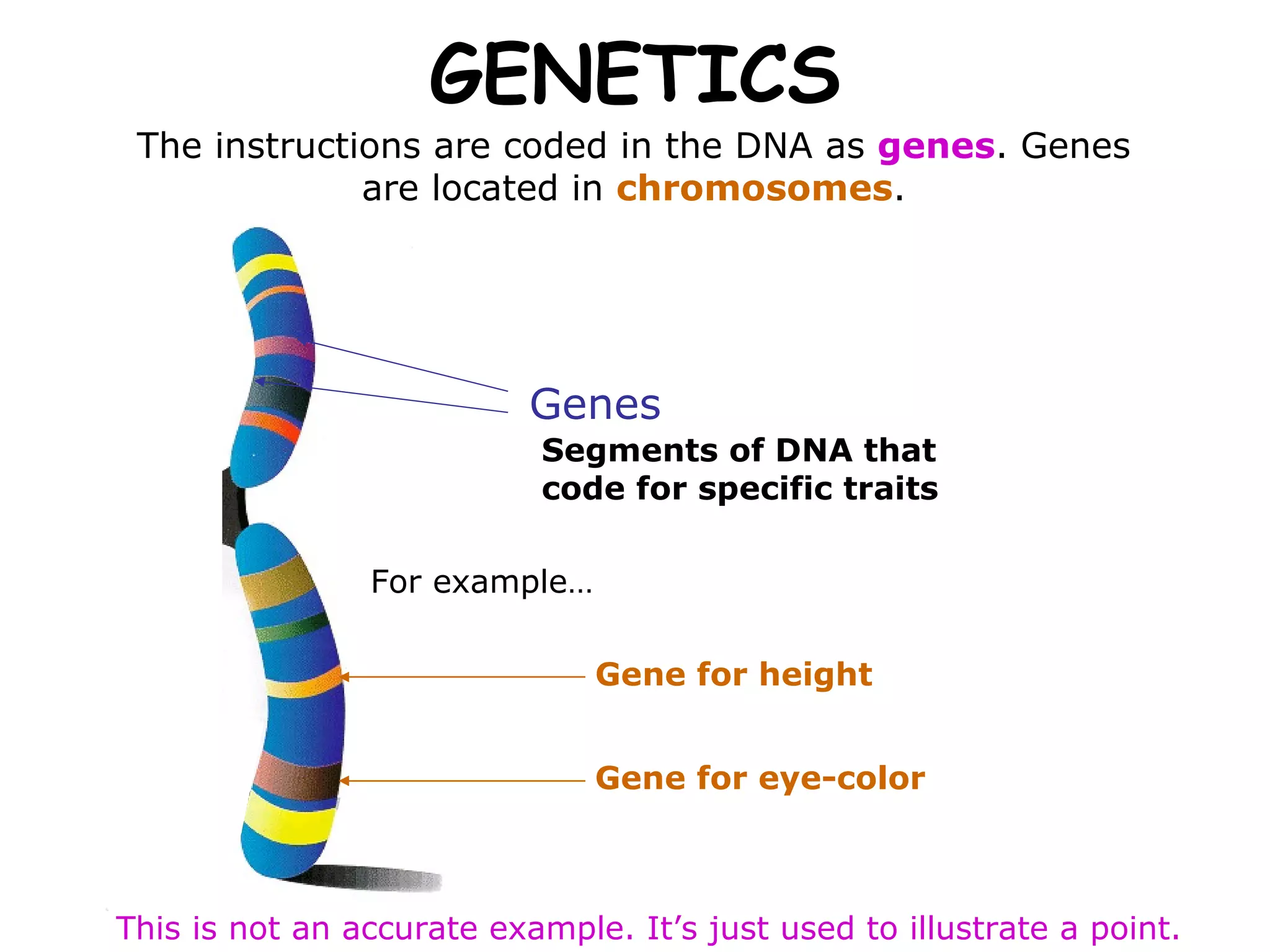 GENETICS Segments of DNA that code for specific traits The instructions are coded in the DNA as  genes . Genes are located in  chromosomes . For example… This is not an accurate example. It’s just used to illustrate a point. Genes Gene for height Gene for eye-color 