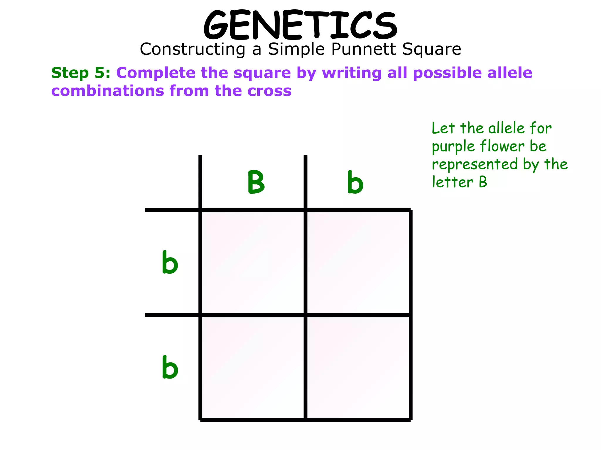 GENETICS Constructing a Simple Punnett Square Step 5:  Complete the square by writing all possible allele combinations from the cross B b b b B b b b b B b b Let the allele for purple flower be represented by the letter B 