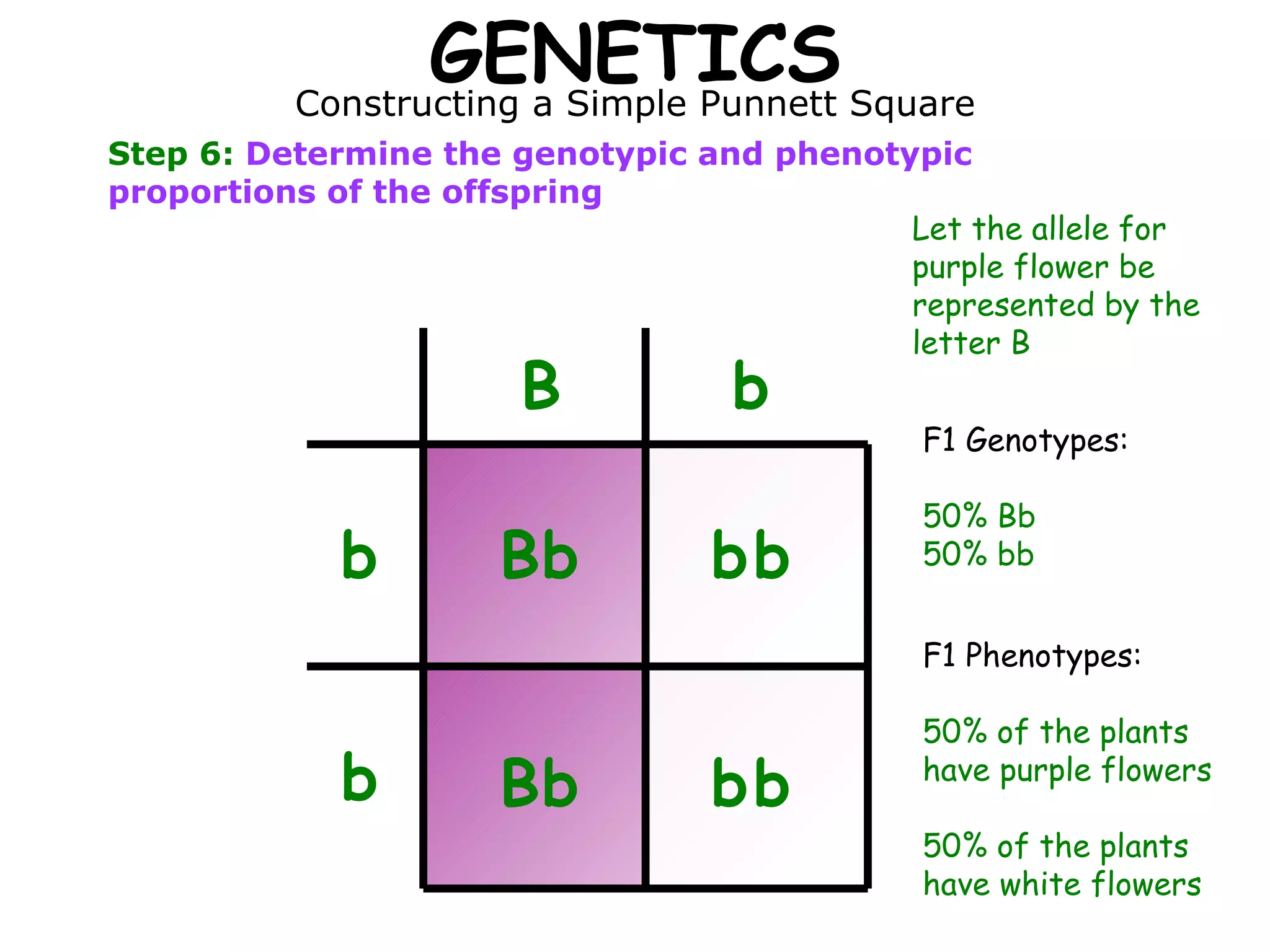 GENETICS Constructing a Simple Punnett Square Step 6:  Determine the genotypic and phenotypic proportions of the offspring B b b b B b b b b B b b b Let the allele for purple flower be represented by the letter B F1 Genotypes: 50% Bb 50% bb F1 Phenotypes: 50% of the plants have purple flowers 50% of the plants have white flowers 