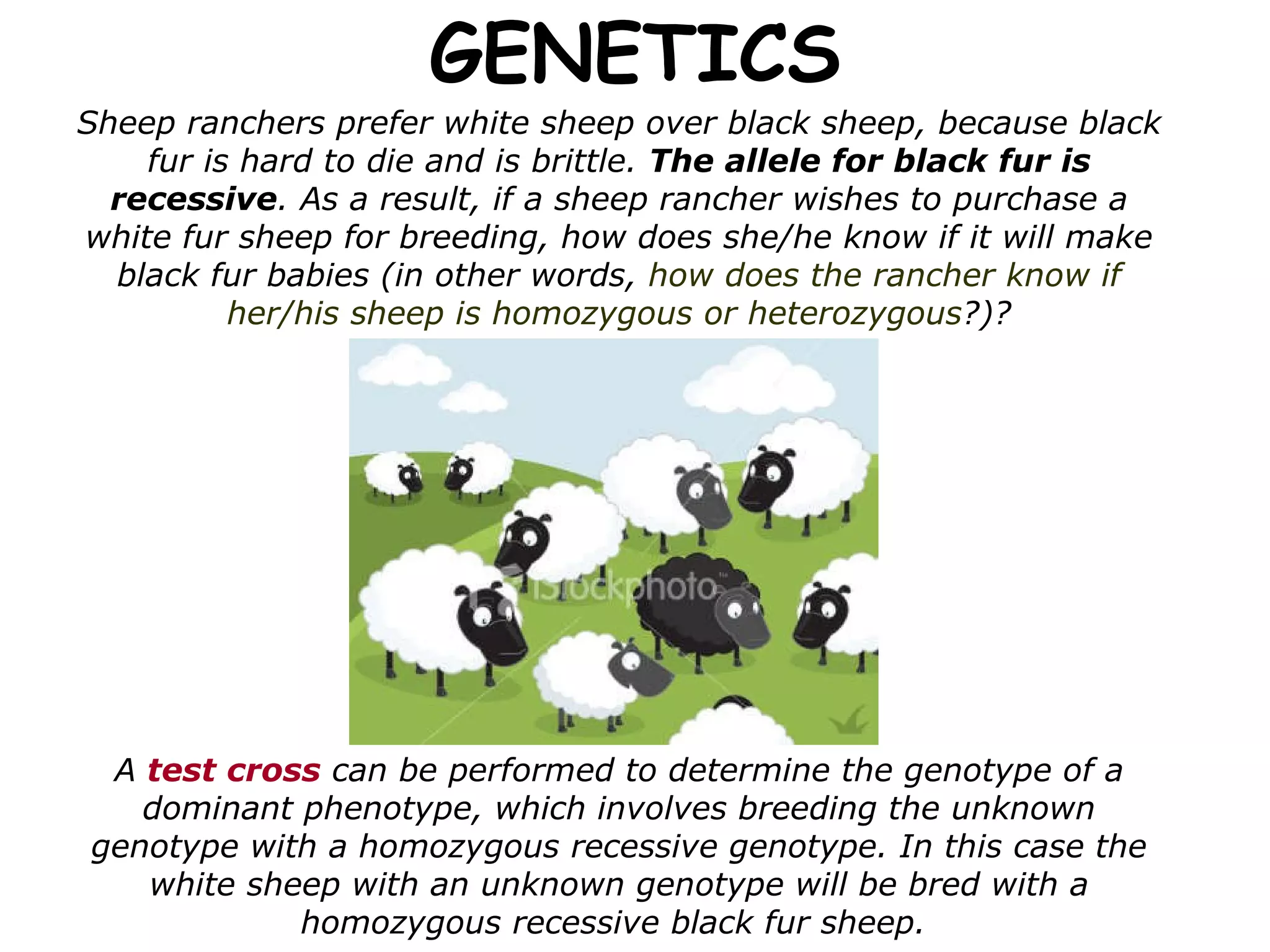 GENETICS Sheep ranchers prefer white sheep over black sheep, because black fur is hard to die and is brittle.  The allele for black fur is recessive . As a result, if a sheep rancher wishes to purchase a white fur sheep for breeding, how does she/he know if it will make black fur babies (in other words,  how does the rancher know if her/his sheep is homozygous or heterozygous ?)? A  test cross  can be performed to determine the genotype of a dominant phenotype, which involves breeding the unknown genotype with a homozygous recessive genotype. In this case the white sheep with an unknown genotype will be bred with a homozygous recessive black fur sheep.   