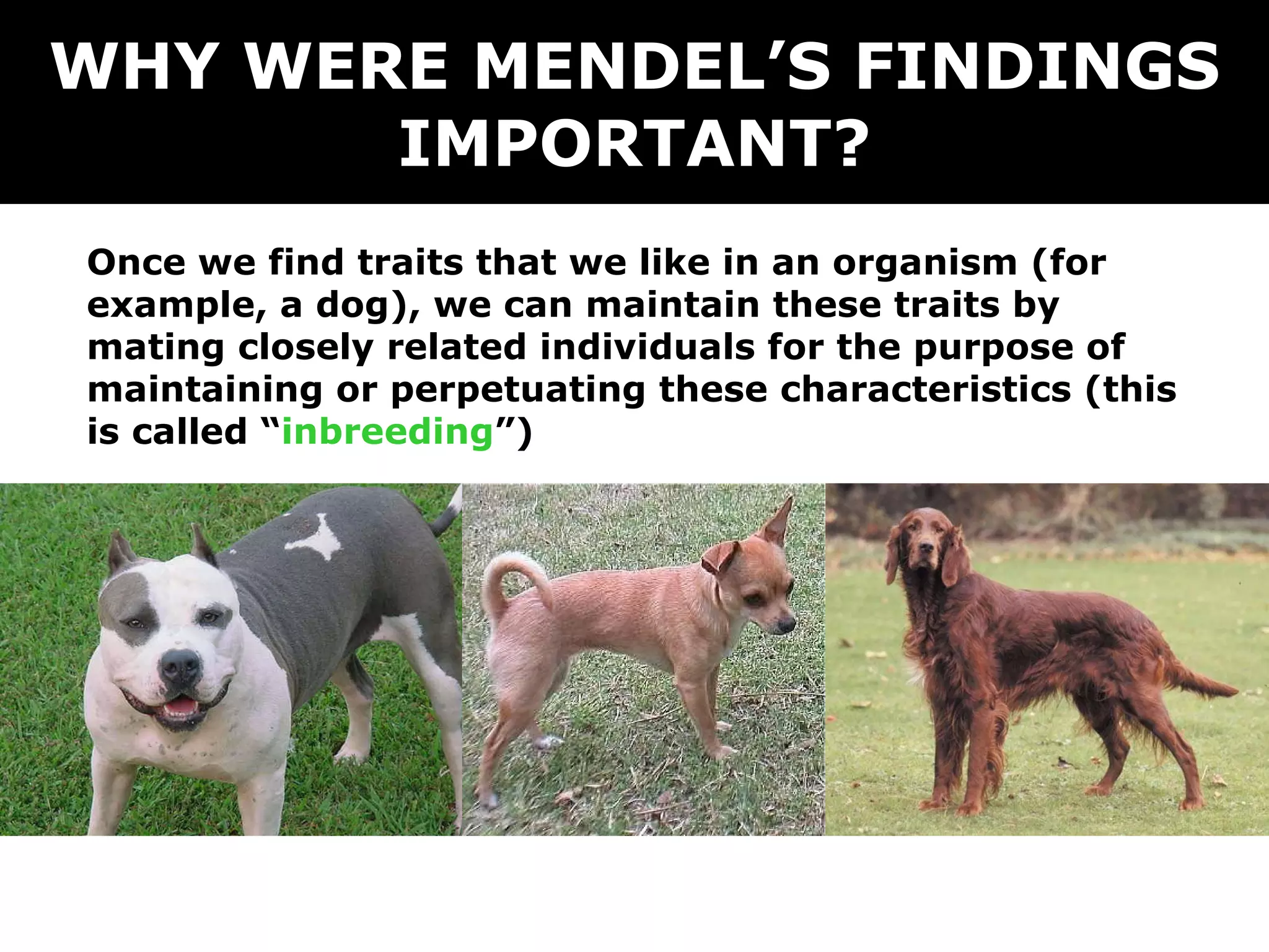 WHY WERE MENDEL’S FINDINGS IMPORTANT? Once we find traits that we like in an organism (for example, a dog), we can maintain these traits by mating closely related individuals for the purpose of maintaining or perpetuating these characteristics (this is called “ inbreeding ”) 