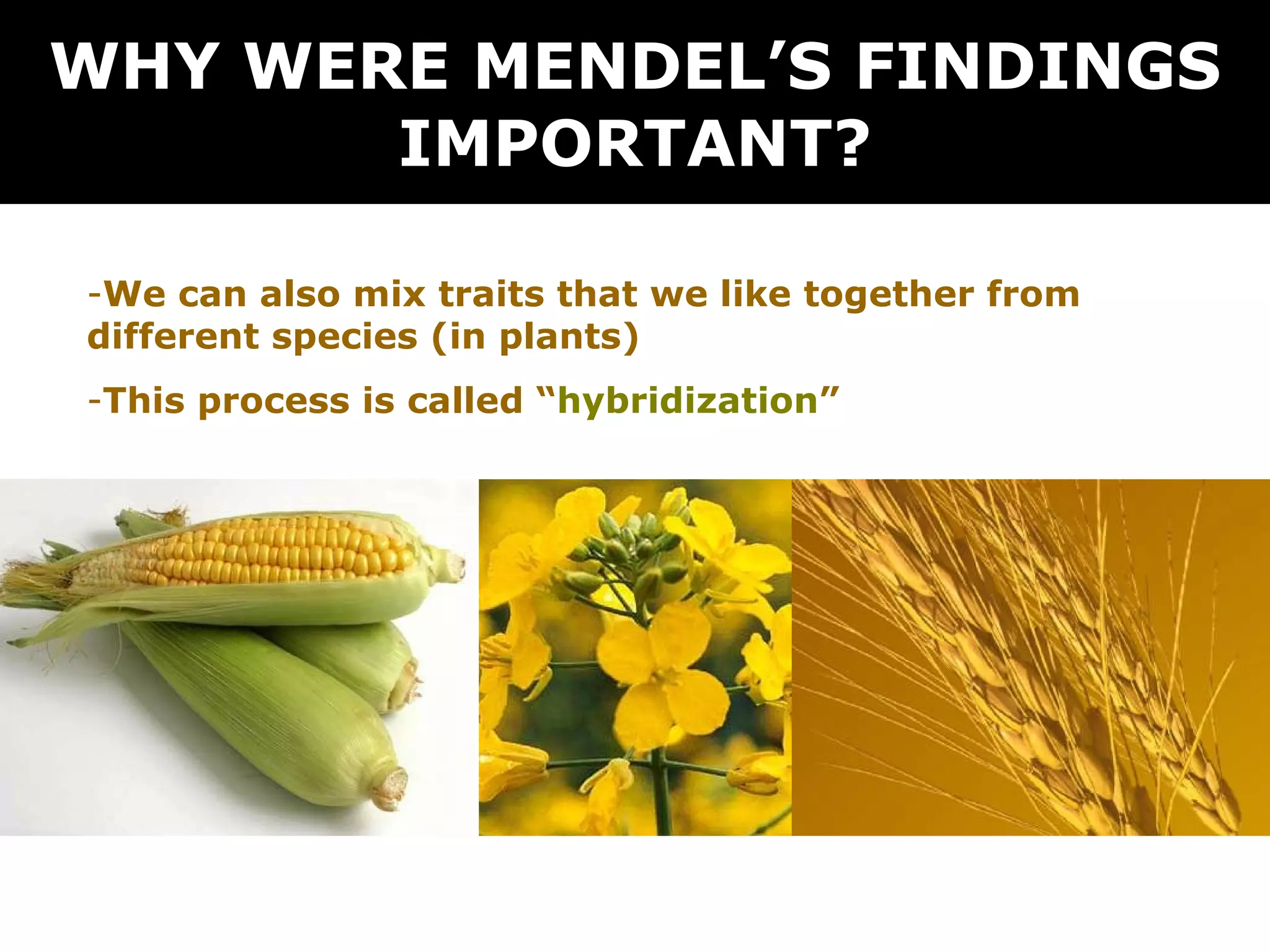 WHY WERE MENDEL’S FINDINGS IMPORTANT? We can also mix traits that we like together from different species (in plants) This process is called “ hybridization ” 