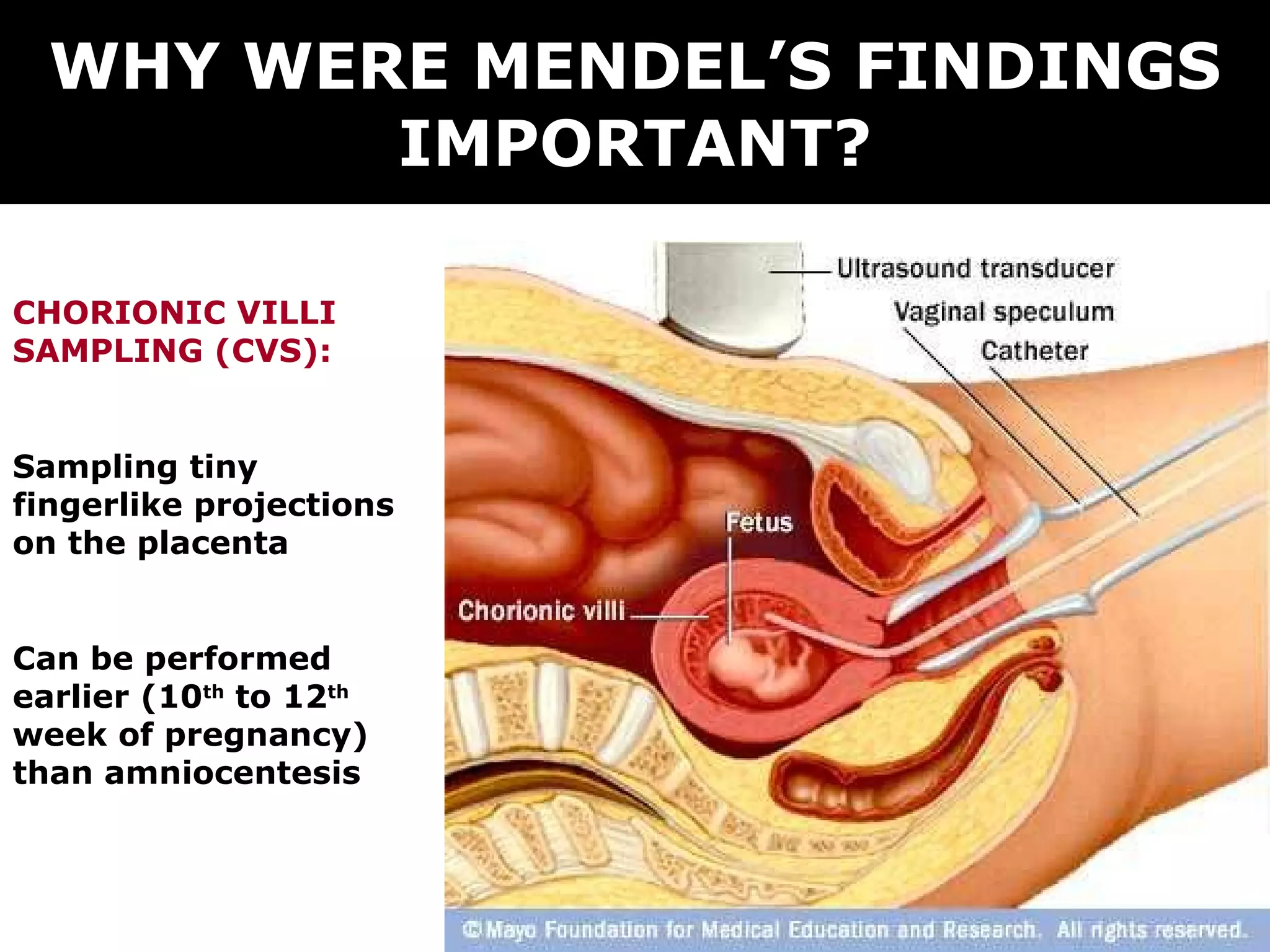WHY WERE MENDEL’S FINDINGS IMPORTANT? CHORIONIC VILLI SAMPLING (CVS): Sampling tiny fingerlike projections on the placenta Can be performed earlier (10 th  to 12 th  week of pregnancy)   than amniocentesis 