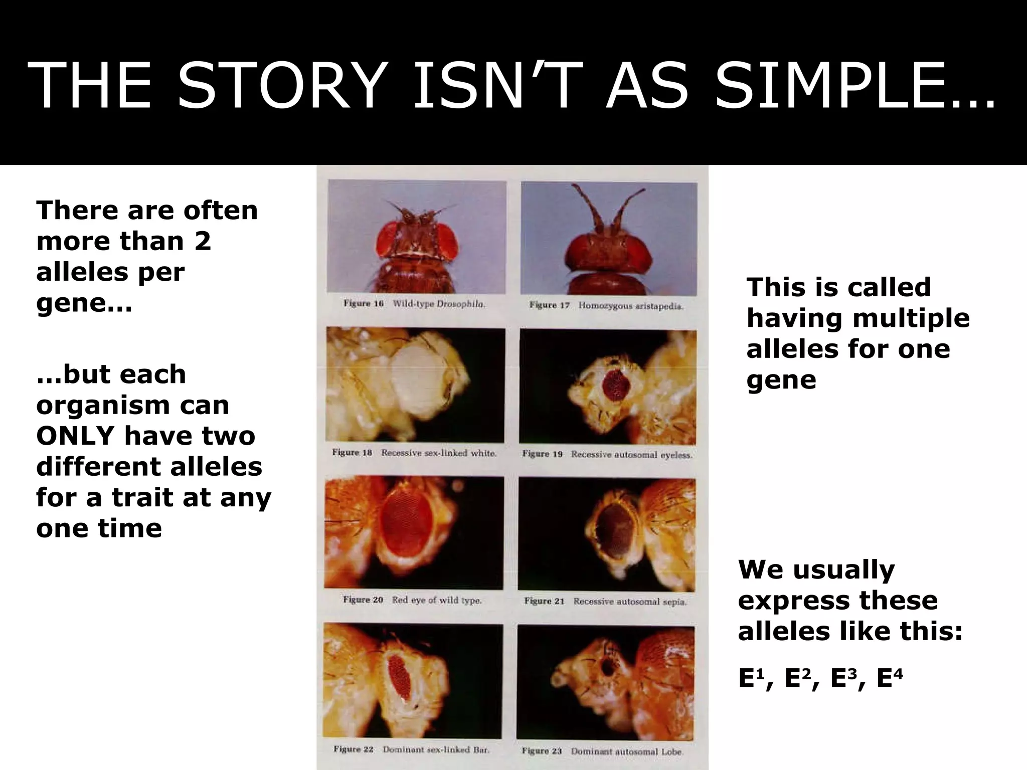 THE STORY ISN’T AS SIMPLE… There are often more than 2 alleles per gene… … but each organism can ONLY have two different alleles for a trait at any one time We usually express these alleles like this: E 1 , E 2 , E 3 , E 4 This is called having multiple alleles for one gene 