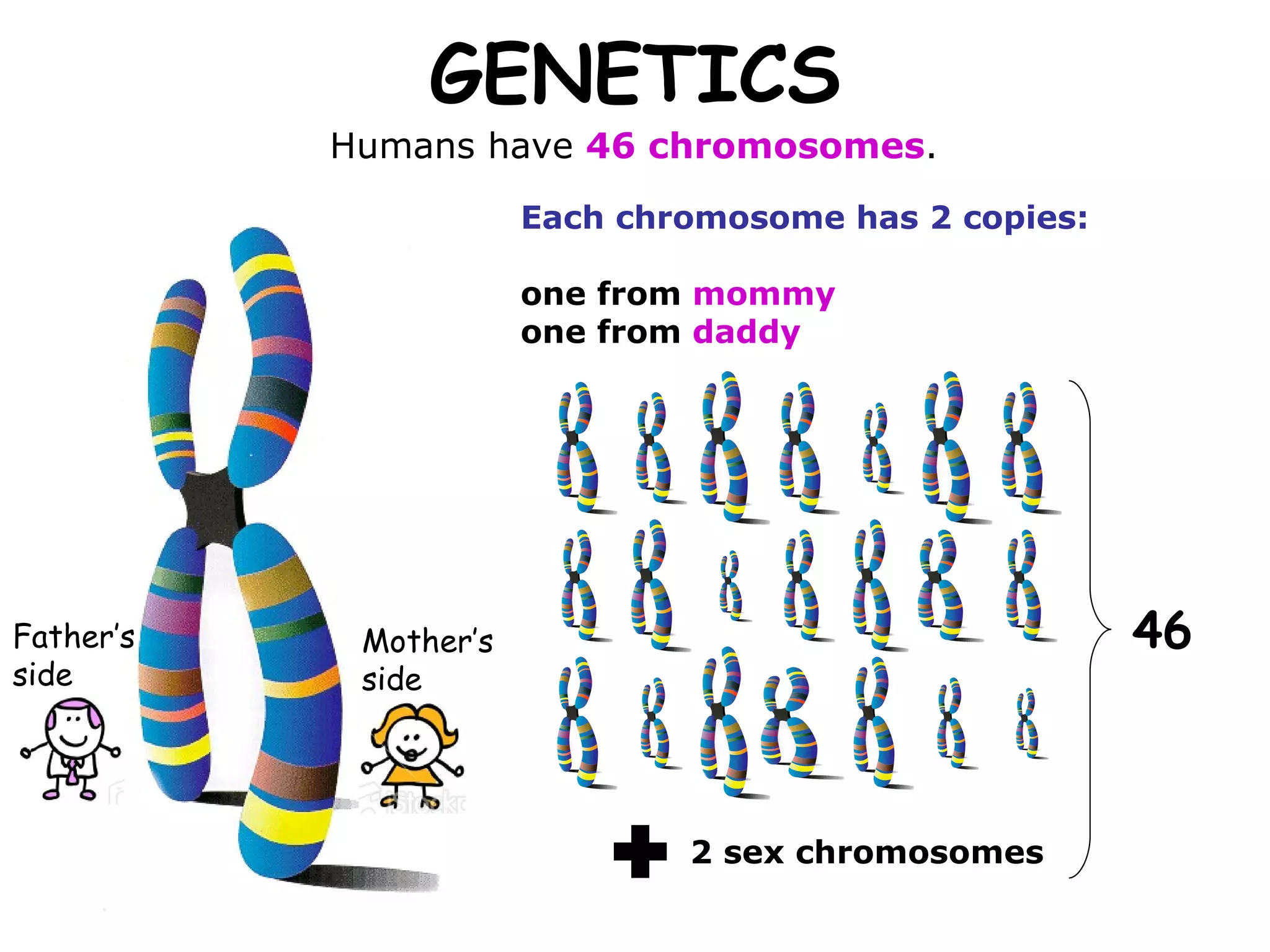 GENETICS Humans have  46 chromosomes . Father’s side Mother’s side Each chromosome has 2 copies: one from  mommy one from  daddy 2 sex chromosomes 46 