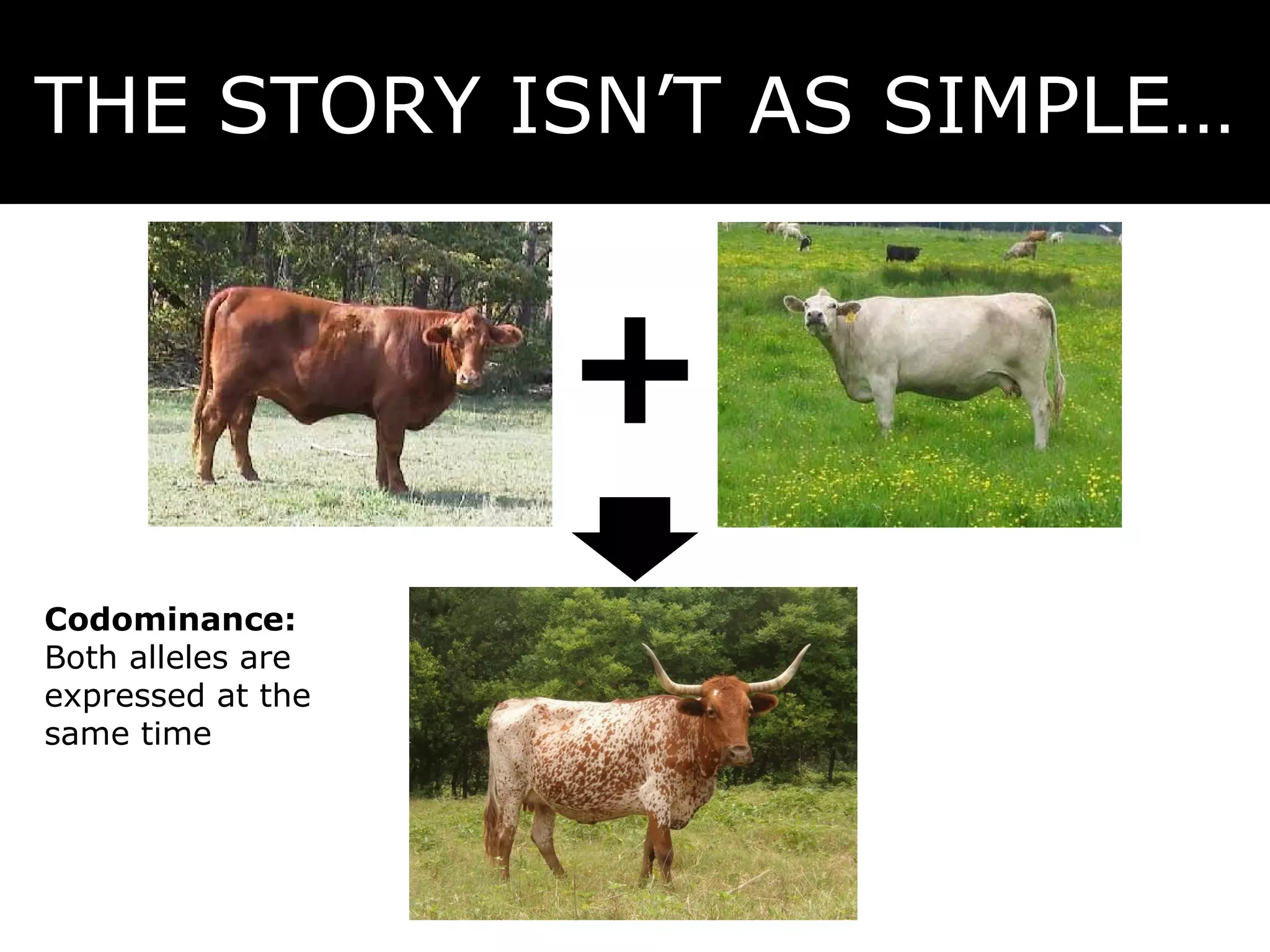 THE STORY ISN’T AS SIMPLE… Codominance:  Both alleles are expressed at the same time 