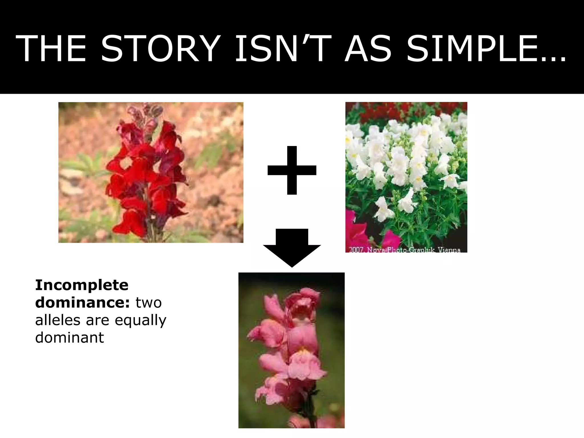 THE STORY ISN’T AS SIMPLE… Incomplete dominance:  two alleles are equally dominant 