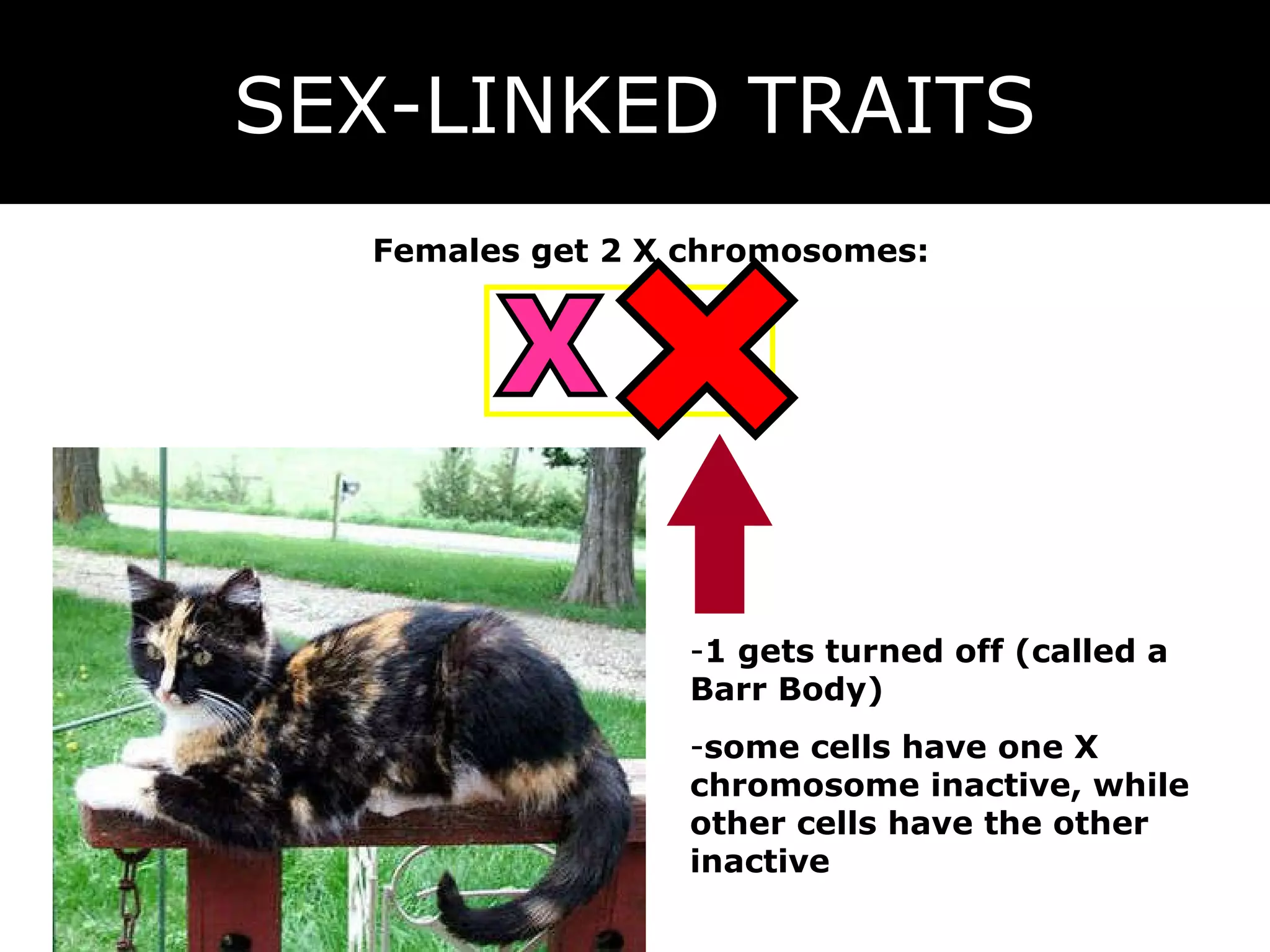 SEX-LINKED TRAITS X X Females get 2 X chromosomes: 1 gets turned off (called a Barr Body) some cells have one X chromosome inactive, while other cells have the other inactive 